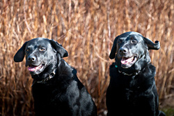 Bart and Sophie portfolio