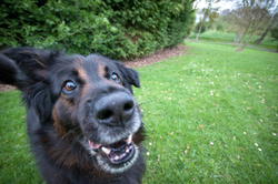 Benson, the elder statesman portfolio