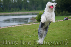 Molly the Old English Sheepdog portfolio