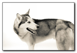 Bruce! portfolio