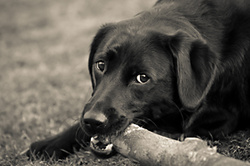 Evie the Black Lab portfolio